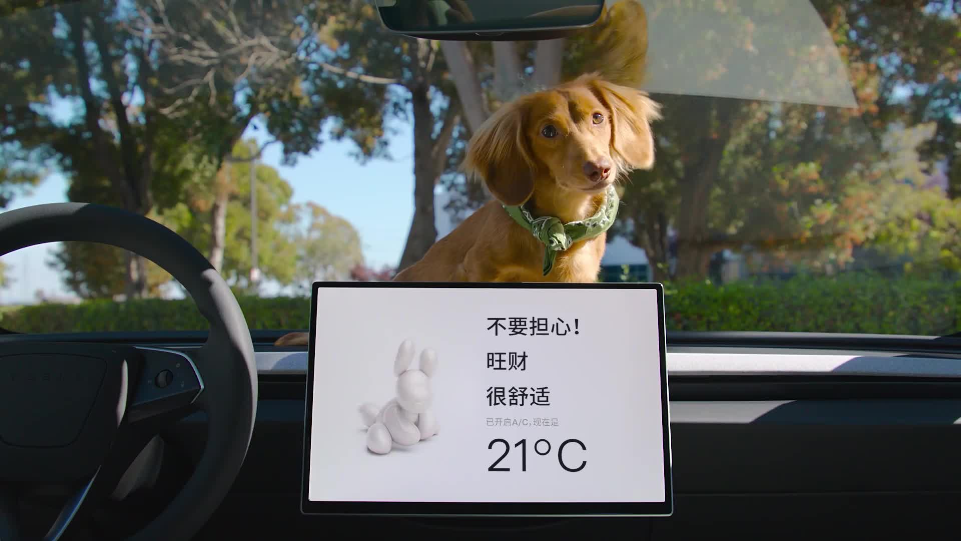 Don't worry! Wangcai is very comfortable 🐶